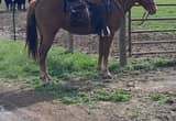 Sorrel AQHA stallion for stud