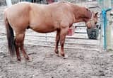 Red dun AQHA stallion for stud