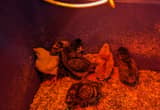Silkie, New Hamp, Barred Rock chicks