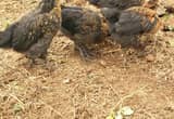 Black Copper maran mix chicks