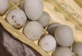 Americana Hatching Eggs