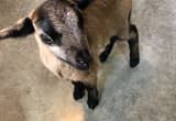 100% purebred Barbados lamb