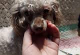 Toy Poodle male 2 years old