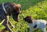 German shorthaired pointer pups. GSP