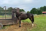 Black gated mare horse