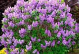 ISO Lilac bush