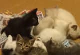 6 week old kittens uses literbox