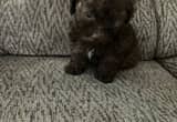 Toy Poodle Female hypoallergenic