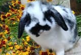 Friendly Pure Bred Holland Lop baby!