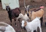 Entire Herd of goats, 22 total