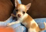 Small Male Chihuahua