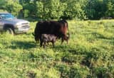 Registered angus cow/ calf pair