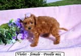 Sweet, fluffy toy poodle mix puppies