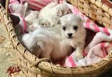 Beautiful Ckc Maltipoo Puppies