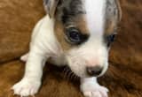 Male Jack Russell puppies!