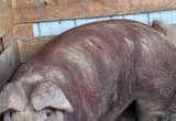 Hereford Boer pig