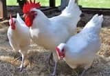 American Bressie Pullets (limited) 3 mo