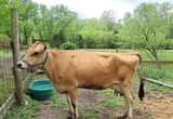 Jersey Milk Cow