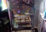 3 parakeets Cage and all accessories