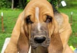 Bloodhound/ Saint Bernard Puppies