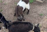 Nigeran Dwarf Goats