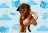 Min Pin Puppies- 1boy 2girls