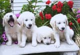 Beautiful Golden Retriever puppies