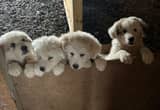 Great Pyrenees pups for sale