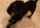 male toy poodle for stud