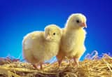 Chicks, Chickens, Poultry 60 Breeds
