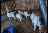 Boer goat does for sale