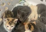 6 Kittens for Free
