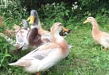 3 laying ducks NPIP Rare Breeds