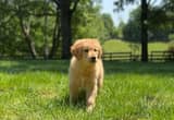 AKC Golden Retriever Puppy - OFA & DNA