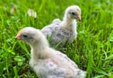 English Lavender Orpington Chicks