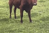 Red Angus/ Brahma heifer