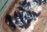 Black Cochin Bantam Chicks