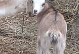 Goat Herd Reduction