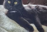 7 mth Long Haired Black Neutered Cat