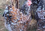 Year Old Jubilee English Laying Hens
