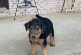 Registered Airedale Female Puppy