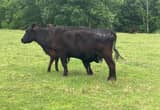 Registered Black Angus Cows