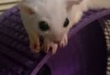 sugar gliders want to trade for yorkie