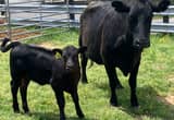 cow calf pair