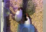 Guinea Pigs w/ Cage and some food