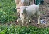 Female Dorper Lamb