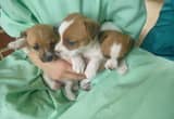 Full Blooded Jack Russell Pups 4 Left