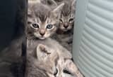 Kittens for free