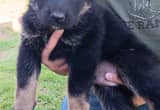 Full Blooded German Shepherd Pups