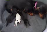 mini Dachshund mom and 3 puppies